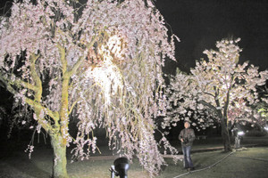 美しくライトアップされた県総合グリーンセンターの桜見本園＝坂井市丸岡町楽間で