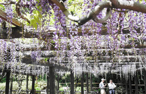 紫の花をつけた森津の藤公園のフジ＝弥富市で