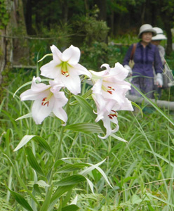 花が咲き始めたササユリ＝亀山市楠平尾町で