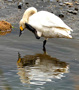 今季初飛来し、羽を休めるコハクチョウ＝安曇野市の犀川白鳥湖で