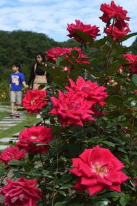 園内に甘い香りを漂わせる秋バラ＝可児市の花フェスタ記念公園で