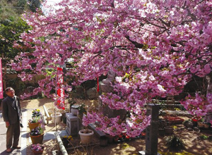 見頃を迎えている「てんれい桜」＝志摩市大王町波切の大慈寺で