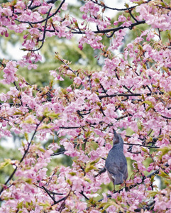 艶やかに咲く河津桜の蜜を吸うヒヨドリ＝坂井市で