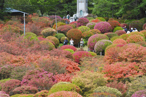 色とりどりのツツジが咲く園内＝岡谷市の鶴峯公園で