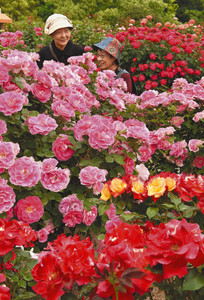 色とりどりのバラが咲き誇る「春のバラまつり」＝岐阜県可児市の花フェスタ記念公園で