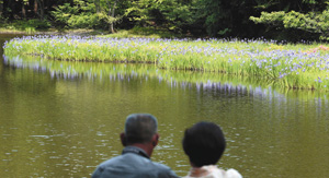 水面に姿を映し、しっとりと咲くカキツバタ＝高島市今津町で