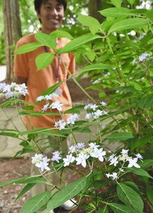 見頃を迎えたアジサイ「七段花」の花＝射水市の県民公園太閤山ランドで