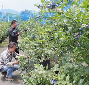 敷地内には９０品種、１０００本が栽培されている＝四日市市桜町の「さくらベリーズガーデン」で