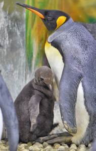 親にしっかりと寄り添うオウサマペンギンのひな（左）＝坂井市の越前松島水族館で