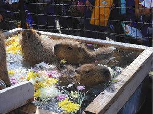 菊の花を湯船に浮かべた温泉を楽しむカピバラたち＝須坂市動物園で
