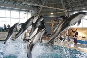サンタ姿の飼育員の合図でジャンプするイルカ＝石川県七尾市ののとじま水族館で