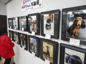 表情豊かな犬の写真が並ぶ会場＝飯田市の松沢カメラで