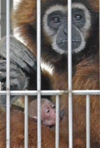 母親にしっかりと抱かれるシロテテナガザルの赤ちゃん＝鯖江市西山動物園で