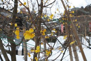 境内に積もる雪の上で、温かな黄色の花を咲かせているロウバイ＝敦賀市常宮で