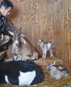 １３日朝に生まれた双子の赤ちゃんヤギ（右端の２匹）＝別所岳サービスエリアで