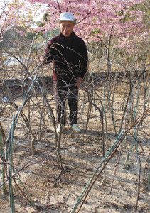 ハナモモの苗木を見ながら、「地域おこしに使ってくれたら」と話す天野和幸さん＝浜松市中区花川町の「ばらの都苑」で