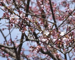 春の陽気で花ひらいた天龍峡のソメイヨシノの基準木＝飯田市川路の天龍峡で