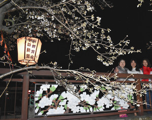 ライトアップされた桜の木＝関市大平町で