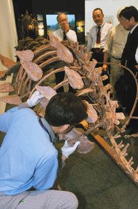 よろい竜ジンユンペルタの全身骨格の組み上げを熱心に見入る関係者＝勝山市の県立恐竜博物館で