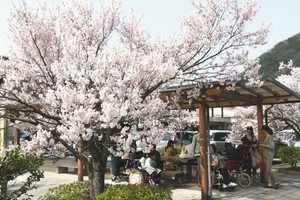 花見を楽しむ団体。早咲きのコシノヒガンは満開＝砺波市庄川町金屋で