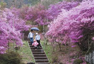ミツバツツジが咲き誇る園内を散策する来場者＝南木曽町の天白公園で
