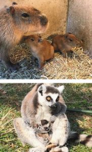 （写真上）母親にぴったり寄り添うカピバラの赤ちゃん　（同下）母親に抱っこされて気持ちよさそうなワオキツネザルの赤ちゃん＝伊東市の伊豆シャボテン動物公園で
