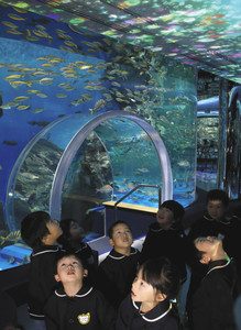 プロジェクションマッピングと水槽の魚に見入る保育園児＝七尾市ののとじま水族館で
