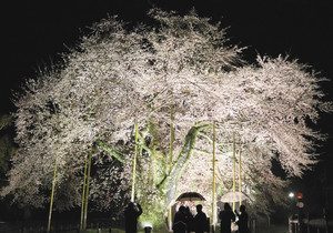 雨が降る中、試験点灯でライトアップされた荘川桜＝高山市荘川町中野で