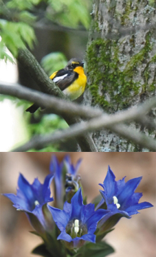 （上）美しいさえずりを響かせたキビタキ＝岡谷市塩嶺の県小鳥の森で（下）青紫色のフデリンドウ