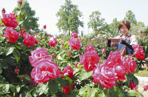 多種多様な１２００本ものバラが咲き誇る会場＝彦根市開出今町の庄堺公園で