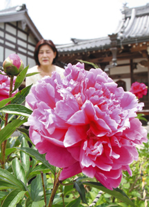 花によってピンク色にも濃淡があるシャクヤク＝名張市の地蔵院青蓮寺で