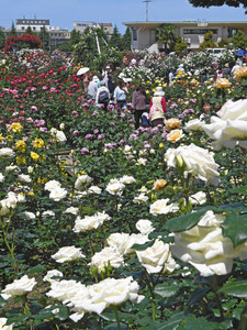 色とりどりのバラが見ごろを迎え、大勢の人でにぎわうバラ園＝金沢市富樫の金沢南総合運動公園で