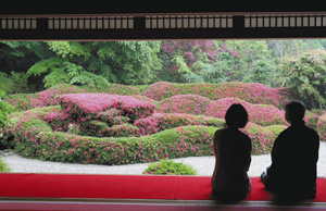 木々の緑とのコントラストで鮮やか庭園を彩るサツキ＝甲賀市水口町の大池寺で