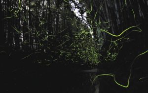 竹やぶの間を集団で飛び交うゲンジボタル＝菰野町吉沢で（宇佐美さん提供）