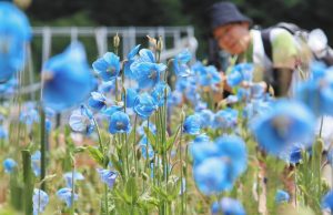 見頃を迎え美しい青色の花を咲かせるケシの花＝大鹿村の中村農園で