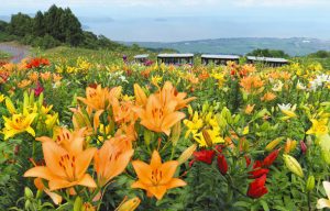 琵琶湖を望むゲレンデに咲き誇る色とりどりのユリ＝高島市のびわこ箱館山ゆり園で