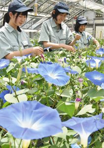 あさがお市で販売する花を手入れする生徒たち＝高山市山田町の飛騨高山高山田キャンパスで