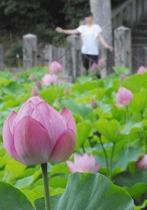 ピンク色の花が見ごろを迎えたハス＝岡崎市伊賀町で