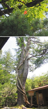 （上）朝鮮五葉松に寄り添うように咲くノウゼンカズラ（下）高さ１５メートルほどの朝鮮五葉松と、松に沿うように伸びるノウゼンカズラの幹＝いずれも金沢市小将町の玉泉園で