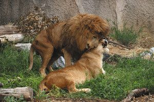 じゃれあうライオンのハヤテ（上）とオト＝豊橋市の豊橋総合動植物公園で
