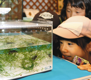 水中を泳ぐヒメフチトリゲンゴロウを眺める子ども＝白山市の県ふれあい昆虫館で