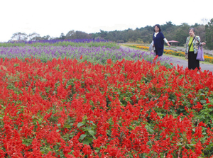 赤や紫などカラフルなセージが咲くハーブガーデン＝伊賀・津市にまたがるメナード青山リゾートで