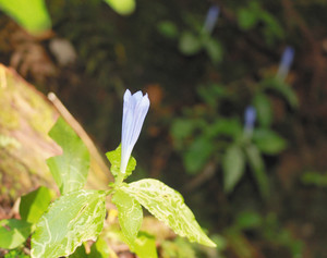 青紫色の花を咲かせるアサマリンドウ＝熊野市内で