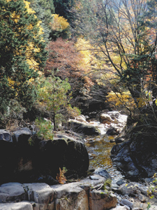 岩と川、紅葉の競演が人気の小戸名渓谷＝根羽村で