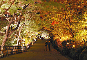 ライトアップされた五色モミジ＝名古屋市千種区の東山動植物園で
