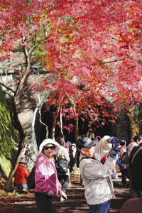 トンネルと紅葉見物を楽しむ観光客ら＝２０１４年１１月２７日、春日井市玉野町で