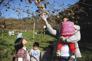 キウイフルーツ狩りを楽しむ家族連れ＝いずれも静岡県掛川市で