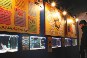 おせち料理に使われる海の生き物を紹介する企画展＝七尾市ののとじま水族館で