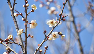 花がほころび始め、南信州に春の訪れを告げる竜峡小梅＝天龍村鶯巣のうぐす梅園で