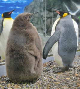 巨大なキウイフルーツのようにも見えて人気のオウサマペンギンのヒナ（左）＝坂井市の越前松島水族館で